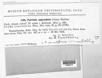 Puccinia suaveolens image